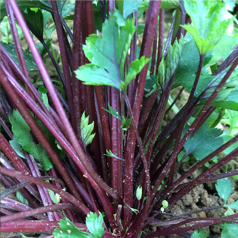 农村新鲜红艾带根草苗 艾叶青团果红艾叶草盆栽3棵食用艾草艾叶青