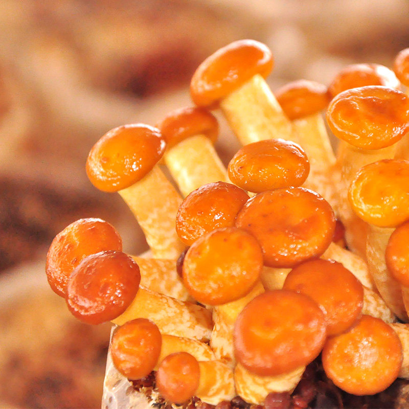 滑子菇菌种菌棒食用菌包菌棒食用菌蘑菇菌包家庭种植蘑菇菌包包邮