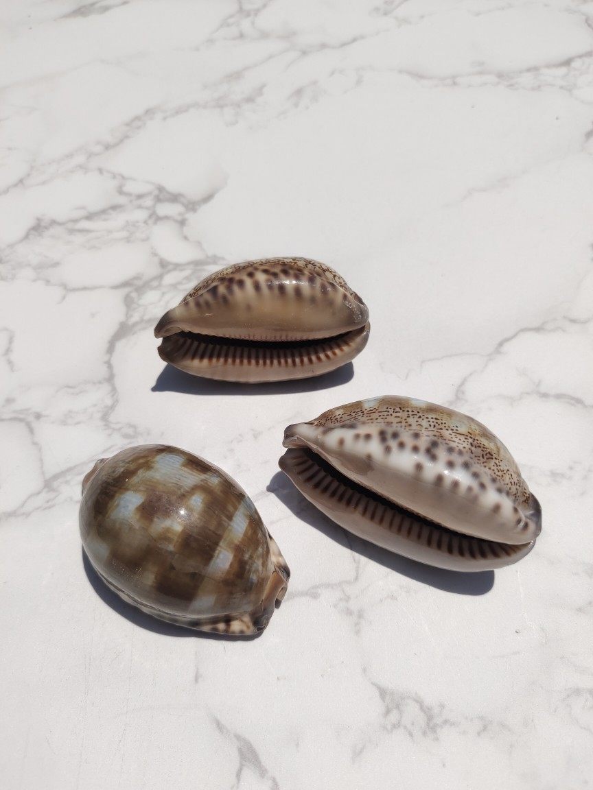 天然贝壳海螺阿拉伯宝螺鱼缸水族造景家居橱窗海螺
