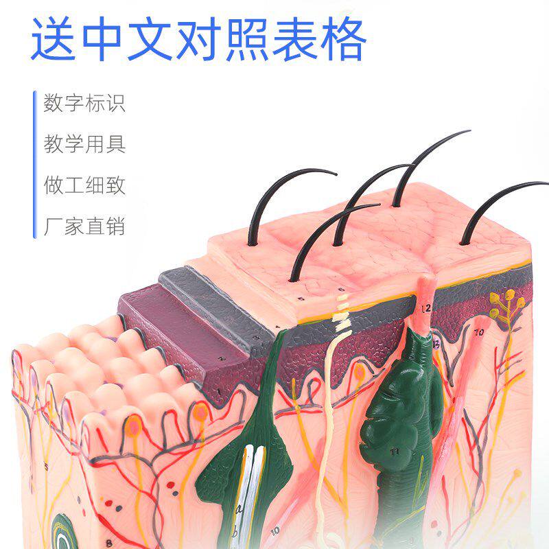 用具模具50倍层次皮肤解剖模型毛囊医用毛发其他模型玩具