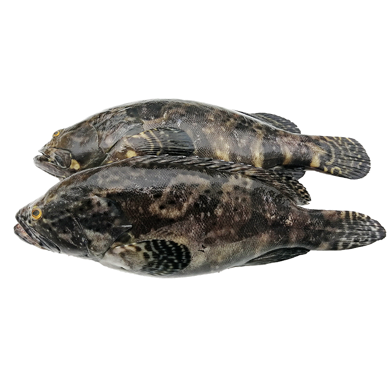 斑鱼新鲜石斑鱼鲜活老虎斑包野生海鲜冷冻水产斑鱼