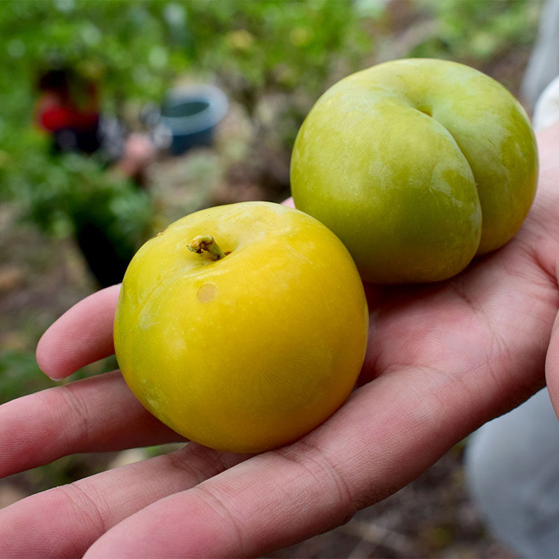 六马蜂糖李水果贵州新鲜脆甜脱骨李子孕妇果镇宁蜂蜜李子5斤包邮