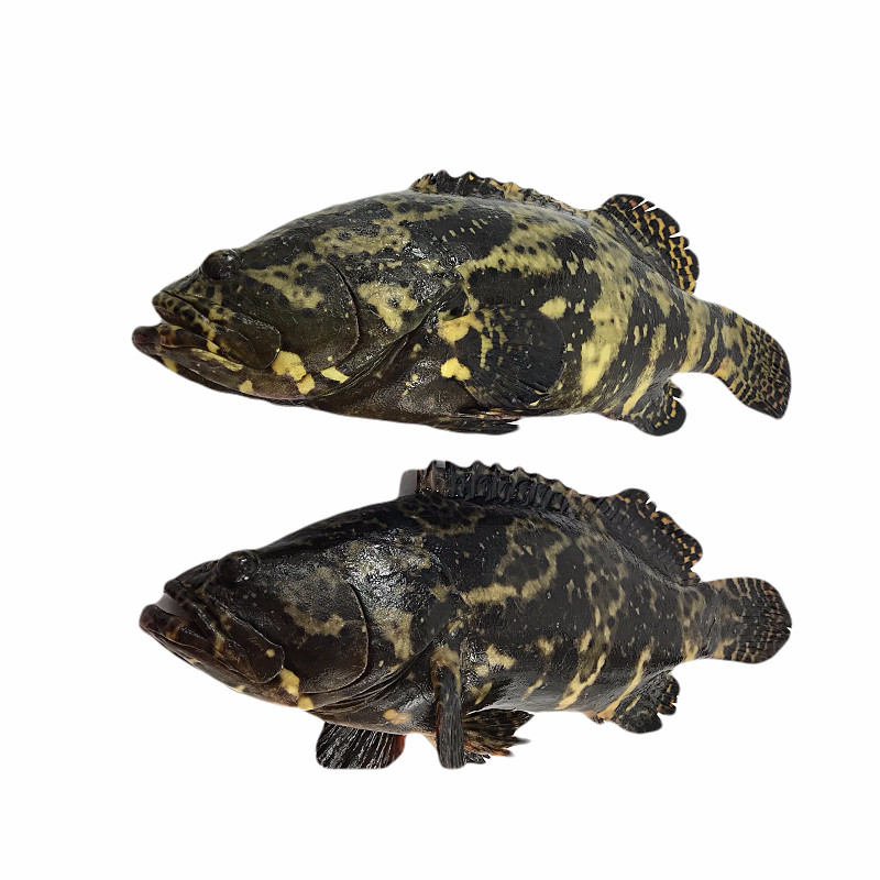 虎斑鱼鲜活龙胆石斑鱼海鱼新鲜青岛海鲜水产9001000g条包邮顺丰