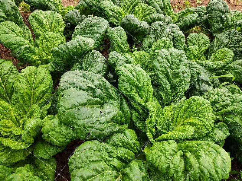 金华三月青种籽大仙菜味道略苦清凉理气小青菜萝汤青蔬菜种子包邮