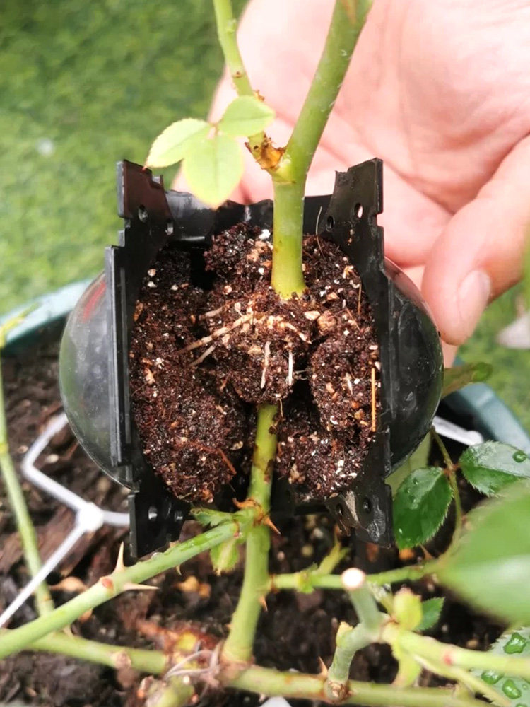 高压生根繁殖嫁接扦插植物月季其它园艺用品