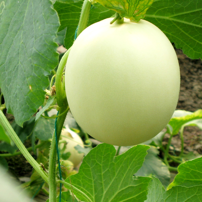 山东特产景甜5号甜瓜5斤新鲜当季水果白香瓜时令哈密瓜应季批发脆