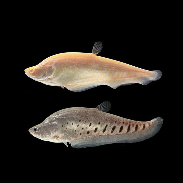 刀鱼七星活体大中型热带鱼观赏鱼淡水鱼黄金白化东洋鱼