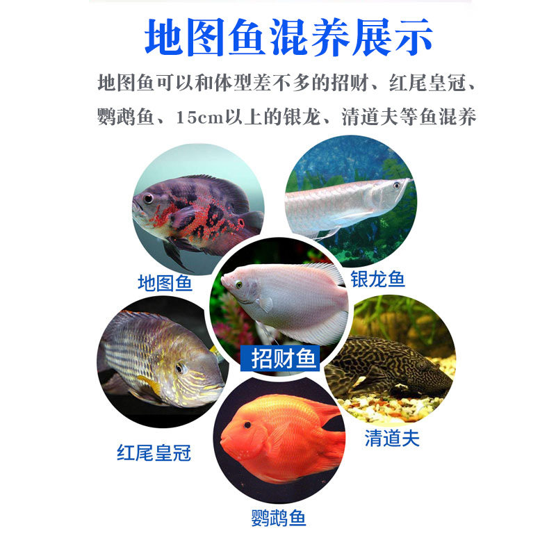 黑白白地图鱼活鱼大中型热带鱼观赏鱼凶猛猪仔鱼花鱼