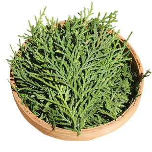 侧柏叶野生5斤中药材乌发生发侧伯扁柏叶新鲜侧柏叶防脱生发包邮