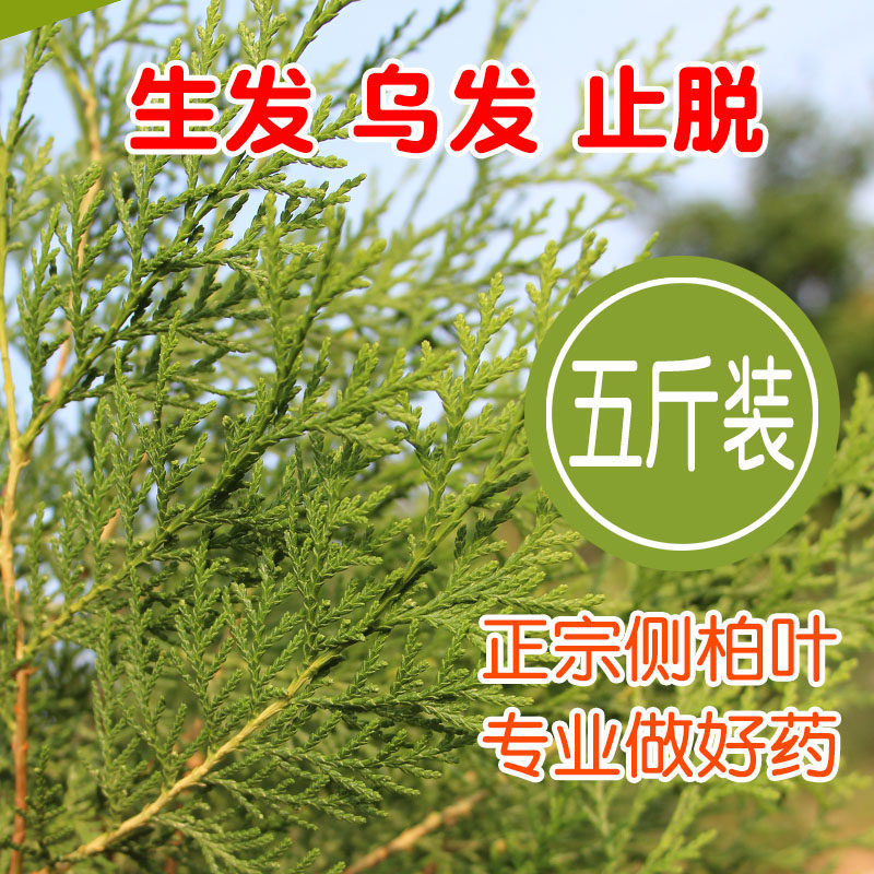 侧柏叶包邮野生5斤中药材乌发生发侧伯扁柏叶新鲜侧柏叶防脱生发