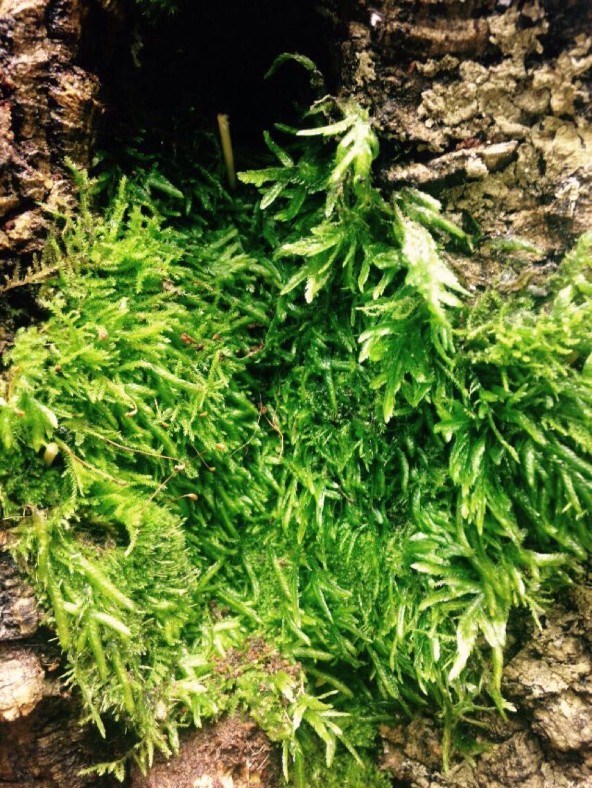 苔藓景观雨林水陆缸假山石沉木树根创意迷你创意迷你植物