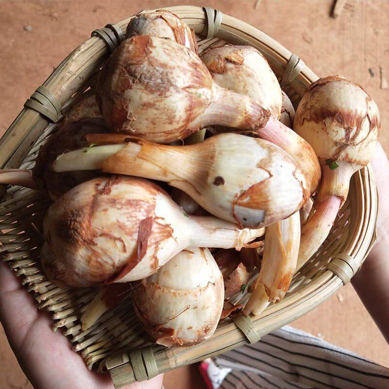 当季新鲜现挖白慈姑茨菰茨菇茹白马蹄10斤粉糯其它