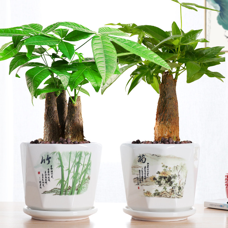 盆栽室内发财树花卉植物客厅桌面绿植小盆盆景大型绿植