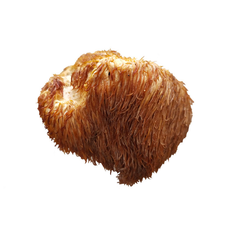 猴头东北特产纯正野生正宗养胃大兴安岭山500g土特产猴头菇