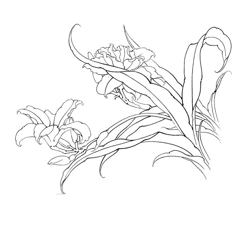 国画工笔画打印白描底稿斗方百花萱草初学者透稿国画