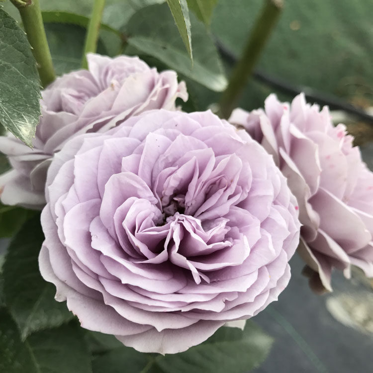 蓝色绒球四季开灌木丰多头月季玫瑰阳台绿植时令草本花卉