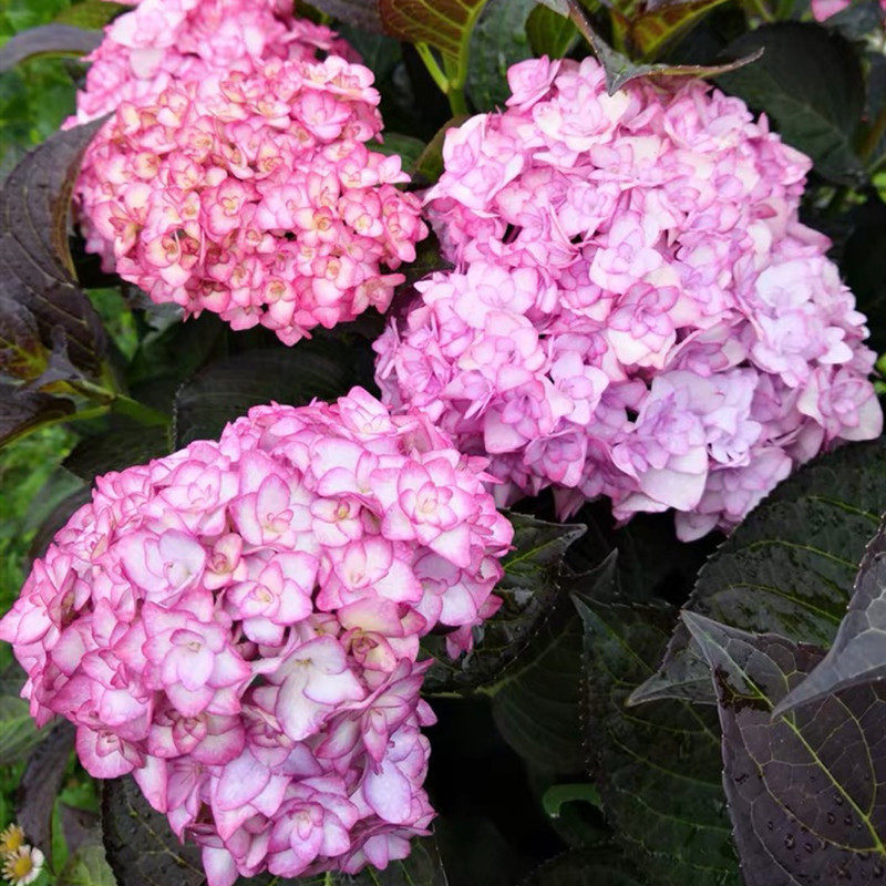 绣球纱织小姐花苗八仙仙花盆栽耐热植物花卉花卉