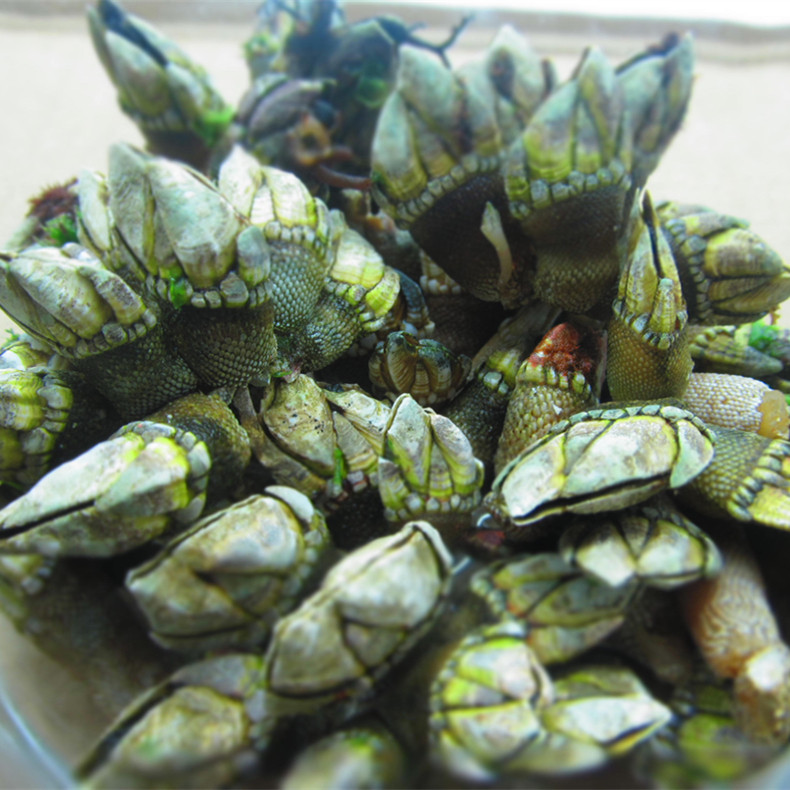 鲜活鸡脚螺佛手螺鹅颈藤壶狗爪螺阳江东平闸坡特产广东省两斤包邮