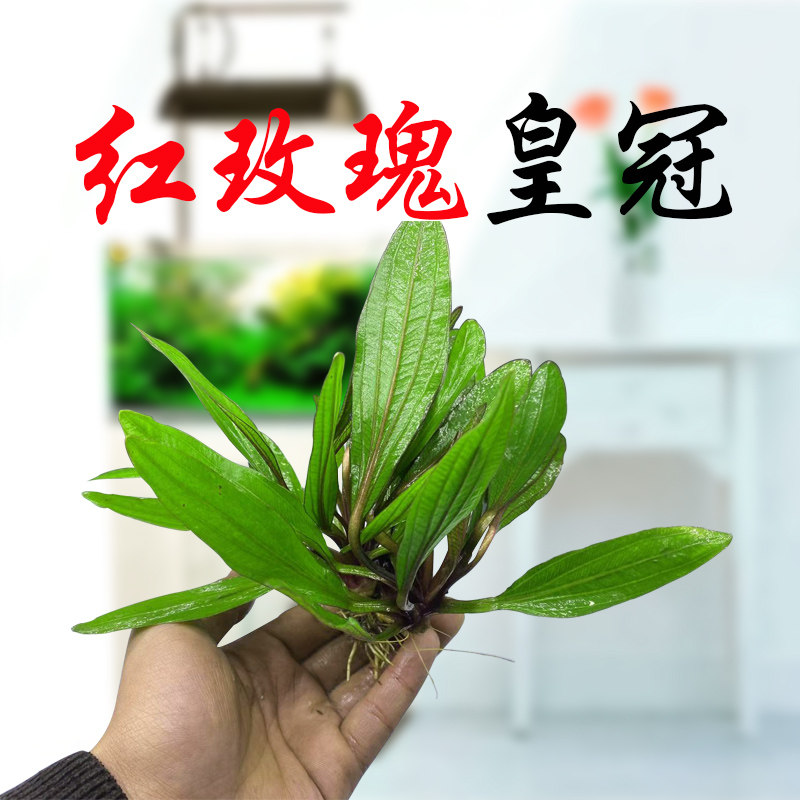 红玫瑰皇冠阴性水草活体淡水植物新手水草