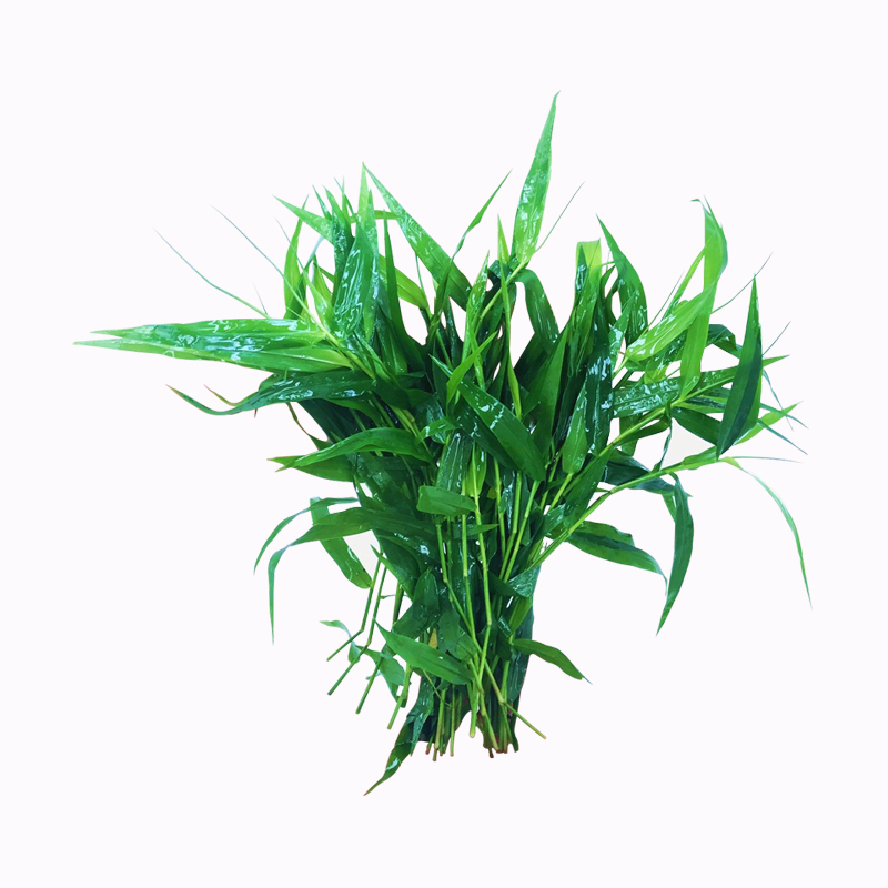 南美青竹水草活体淡水植物日本水竹玉竹鱼缸造景中后景懒人有茎类