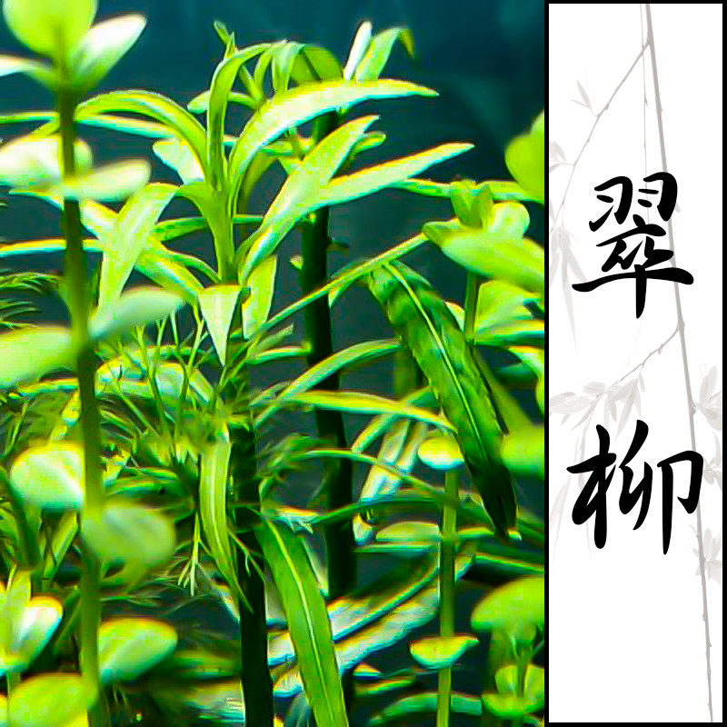 翠柳水草鱼缸活体淡水懒人入门级植物中阴性水草