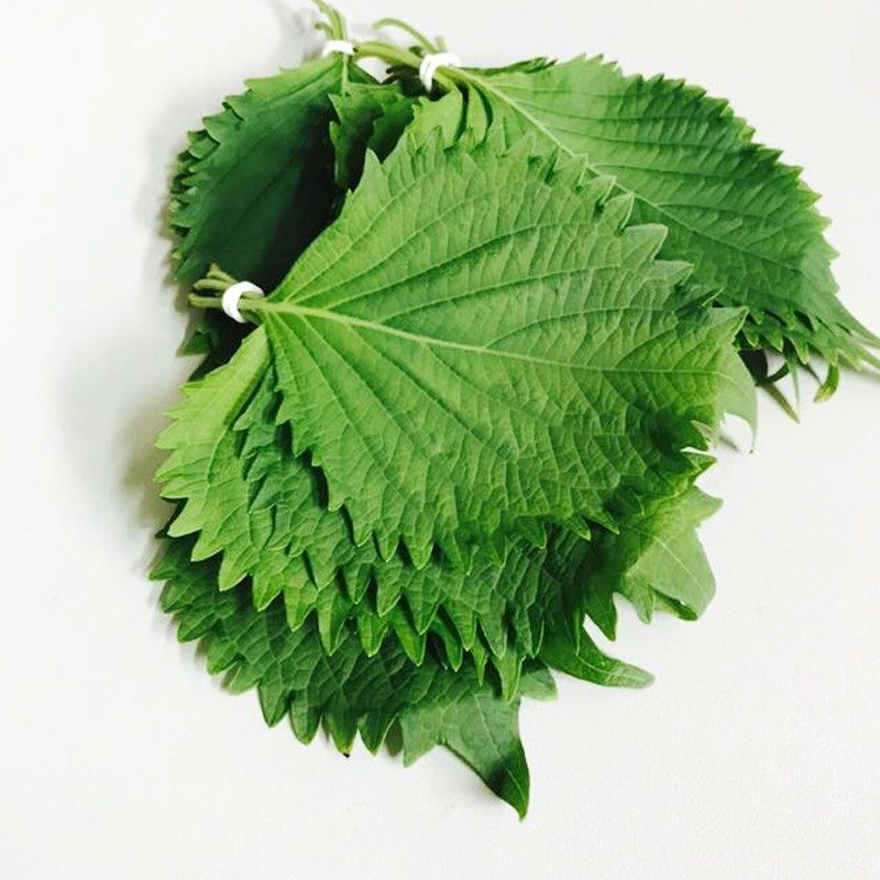 大叶紫苏叶苏子叶去腥烧鱼虾蟹新鲜香料1盒