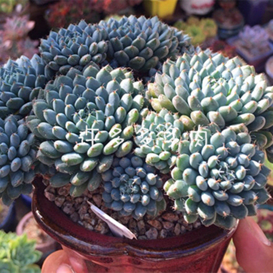 小蓝衣带茸毛可爱泰迪熊福兔孙悟空猫爪多肉玫瑰多肉植物