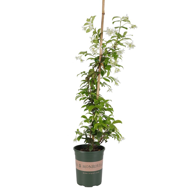 风车茉莉盆栽络石室内爬藤植物大苗开花芳香花卉