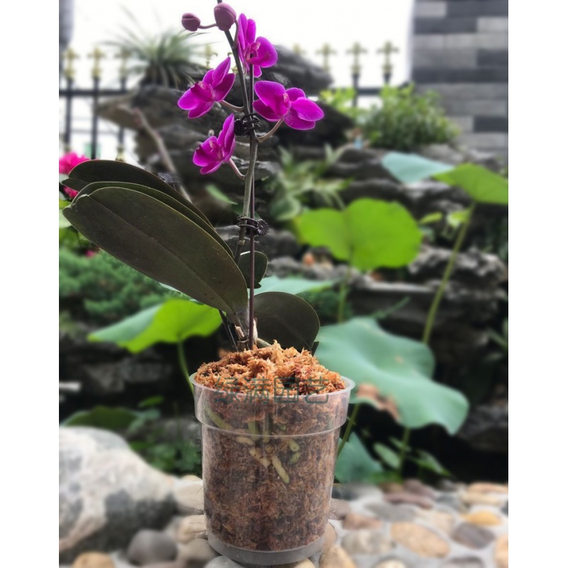 育苗蝴蝶兰营养杯硬杯透明花盆塑料石斛卡特卡特兰花盆