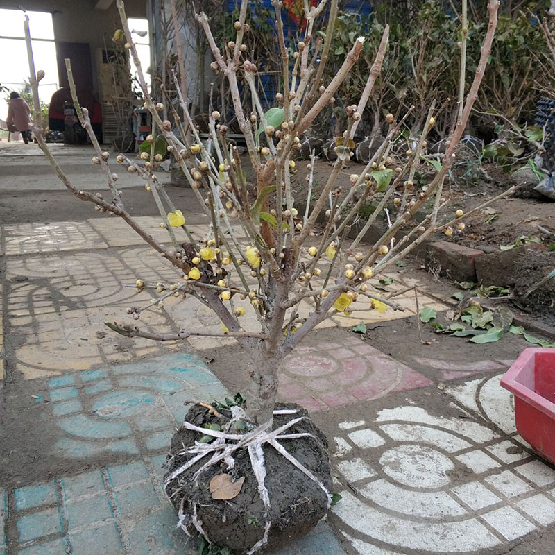 腊梅树苗浓香香型花卉素心盆栽室内阳台庭院花卉