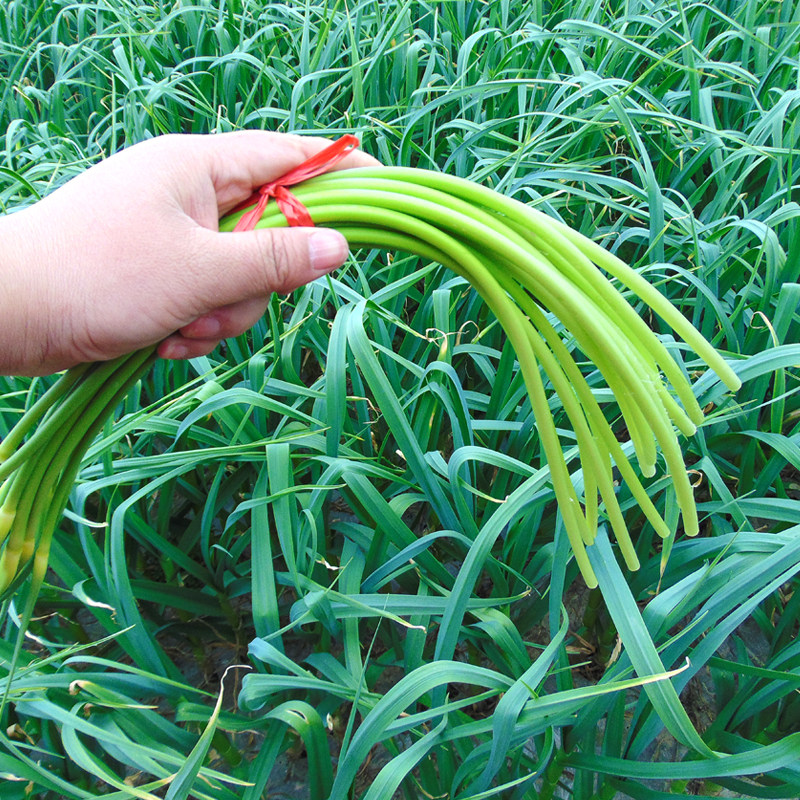 农家新鲜蒜苔5斤当季应季蔬菜农家自种蒜薹蒜毫青蒜苗批发10