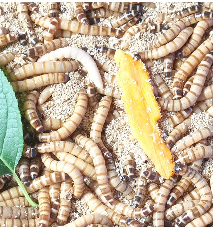 鲜活大麦麦虫活虫大号面包包虫黄粉虫龙鱼鱼食爬虫