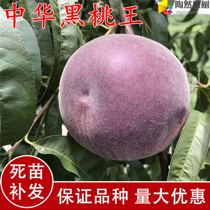 树苗嫁接桃树新品种中华黑桃王桃黑桃皇后南北方种植果树