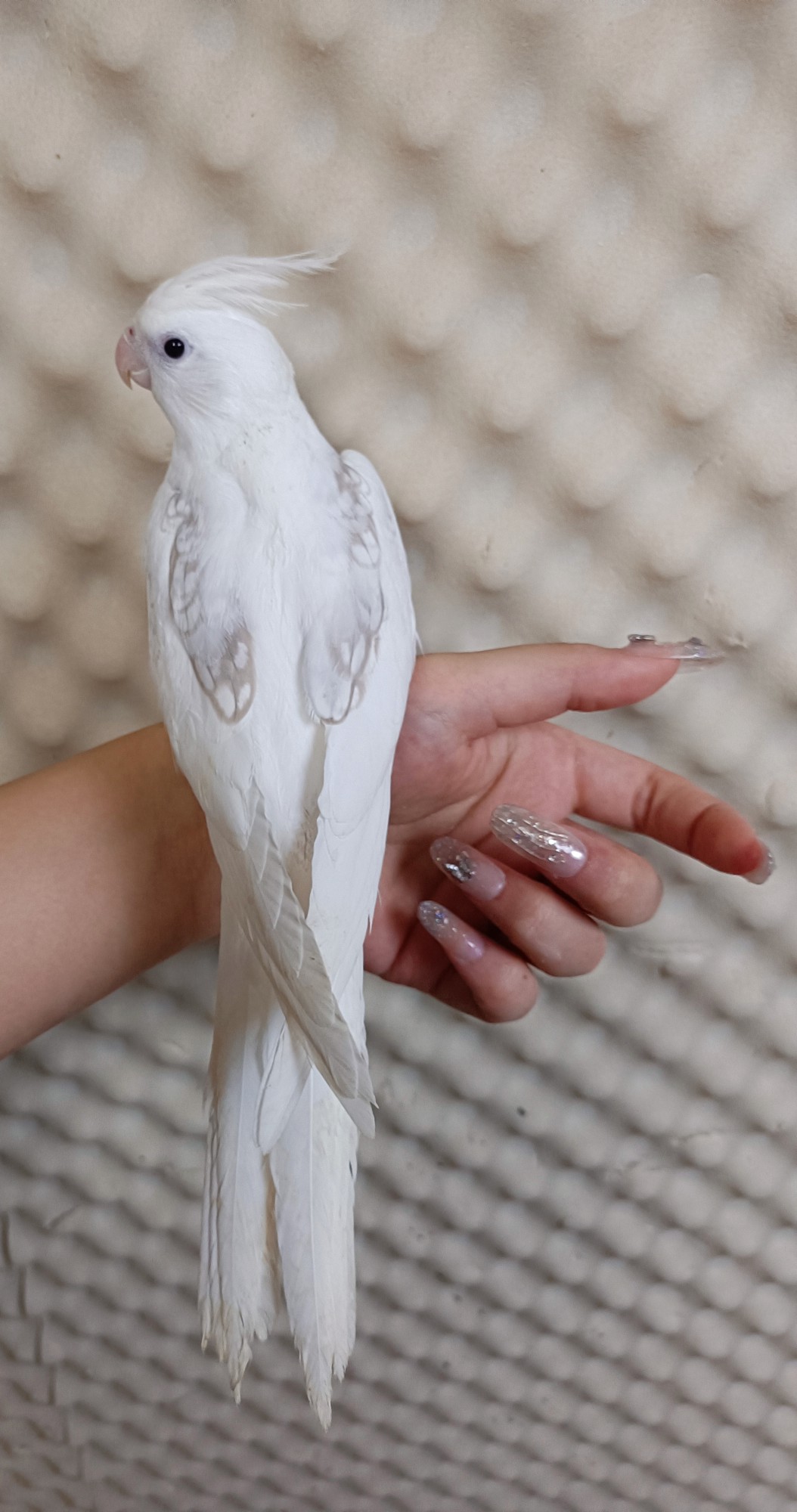 手养玄凤鹦鹉活鸟幼鸟手养黄白子派特会学说话鸟