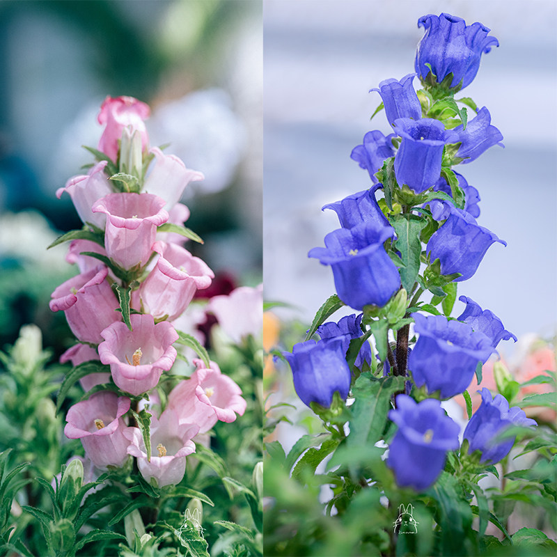 重瓣丹麦蓝紫紫风铃梦露盆栽花苗白色清新风铃时令草本花卉