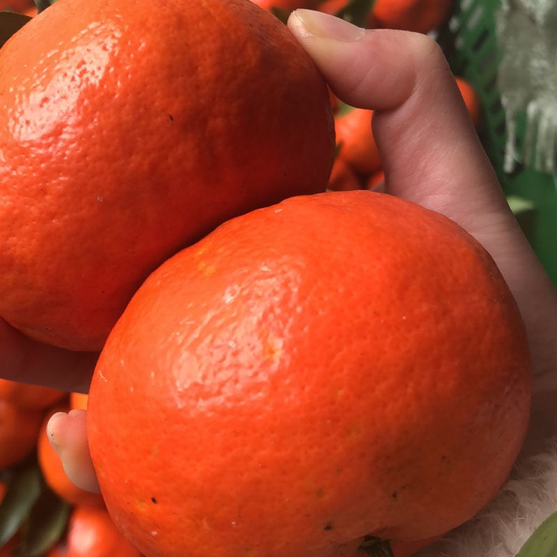 四川红橘大红红袍橘子重庆万州古红陈皮原料桔子