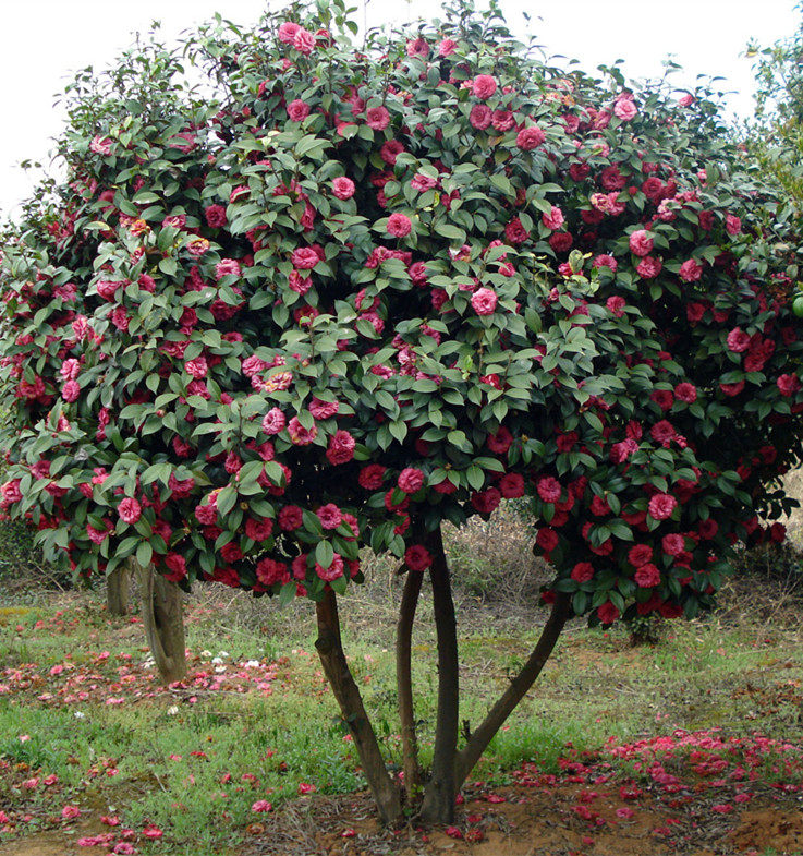 开花耐冬茶花庭院植物树苗冬季花茶景点观赏时令草本花卉