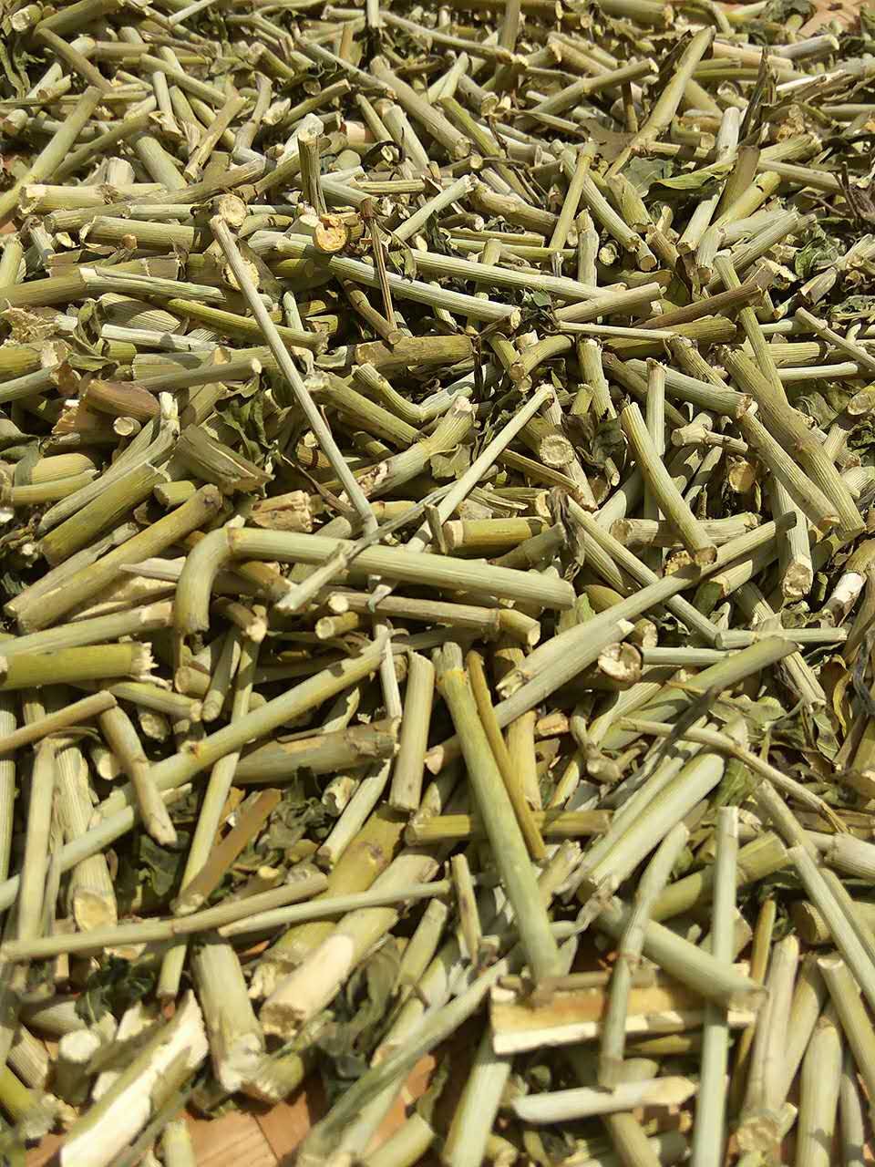 海南五指山 忧遁草 黎王草梗忧遁草梗 鳄嘴花梗 优盾草 优盾草 - 黎宝