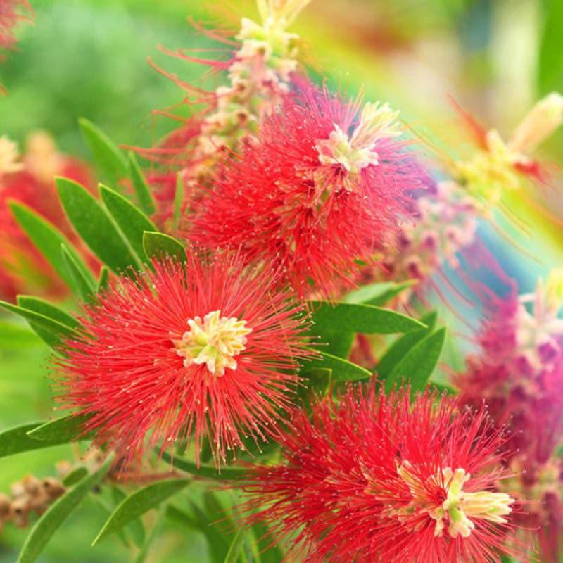 多花花红千层花盆盆栽绿植四季阳台室内室外时令草本花卉