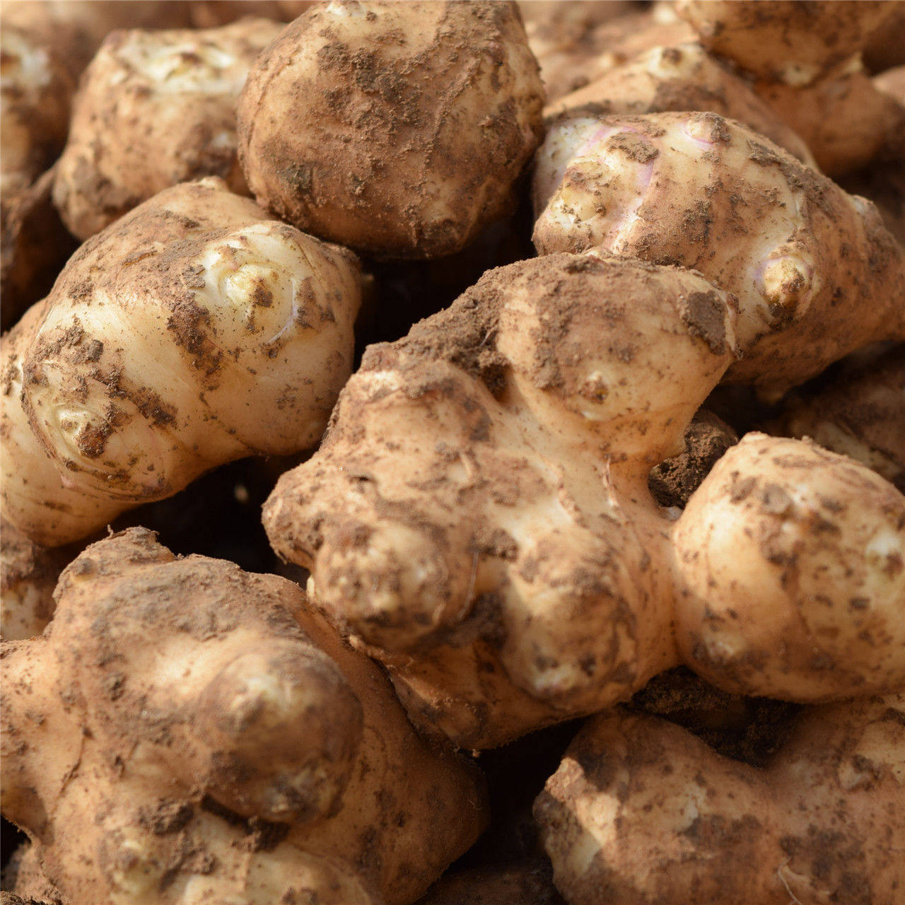 2021新鲜洋姜1斤10斤野菊鬼子姜地姜洋芋芋头家庭园艺种子