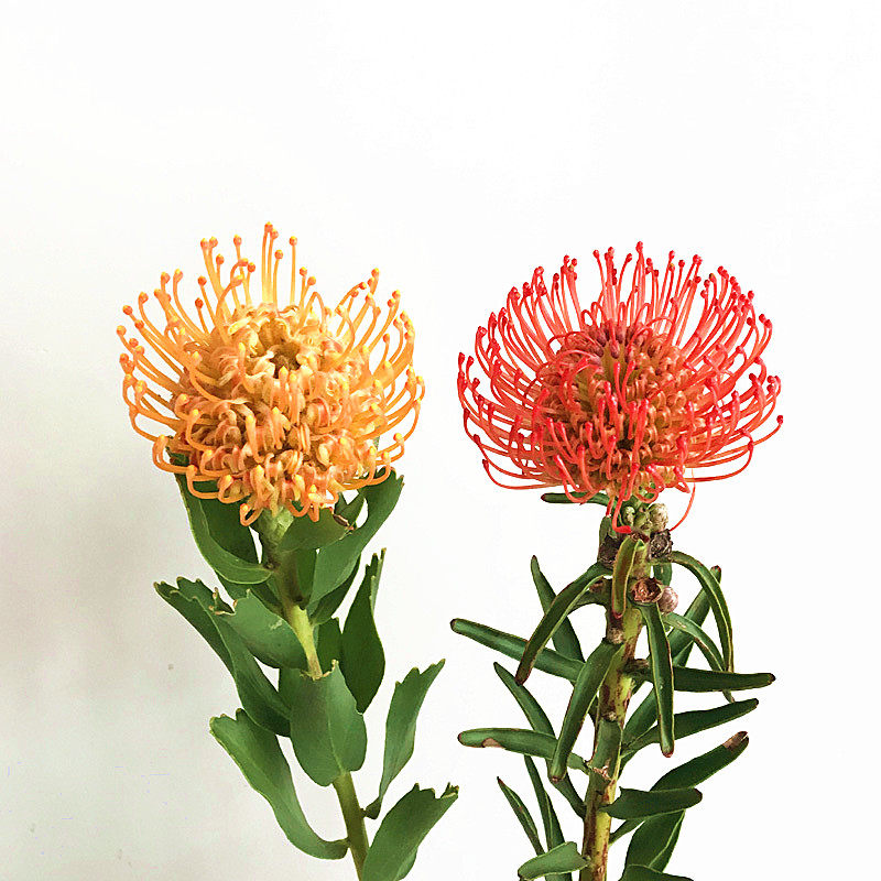 云南昆明南非针垫进口鲜花花材速递生日情人节鲜花速递同城