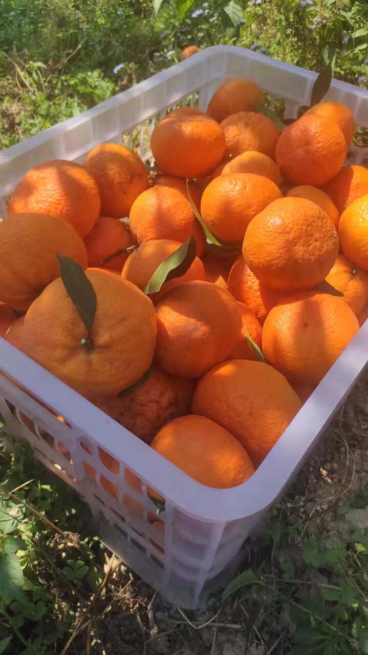云南柑橘南沃柑澳橘子新鲜现摘3斤5斤水汪汪桔子