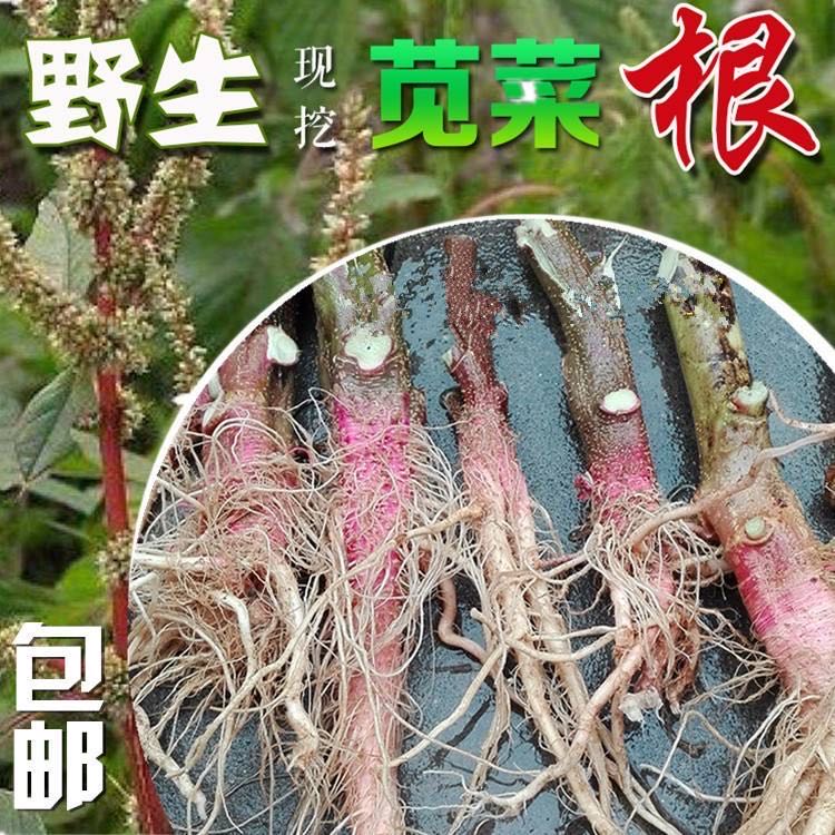 苋菜野生新鲜头红梗刺菜根猪母勒菜头地胆头簕头根