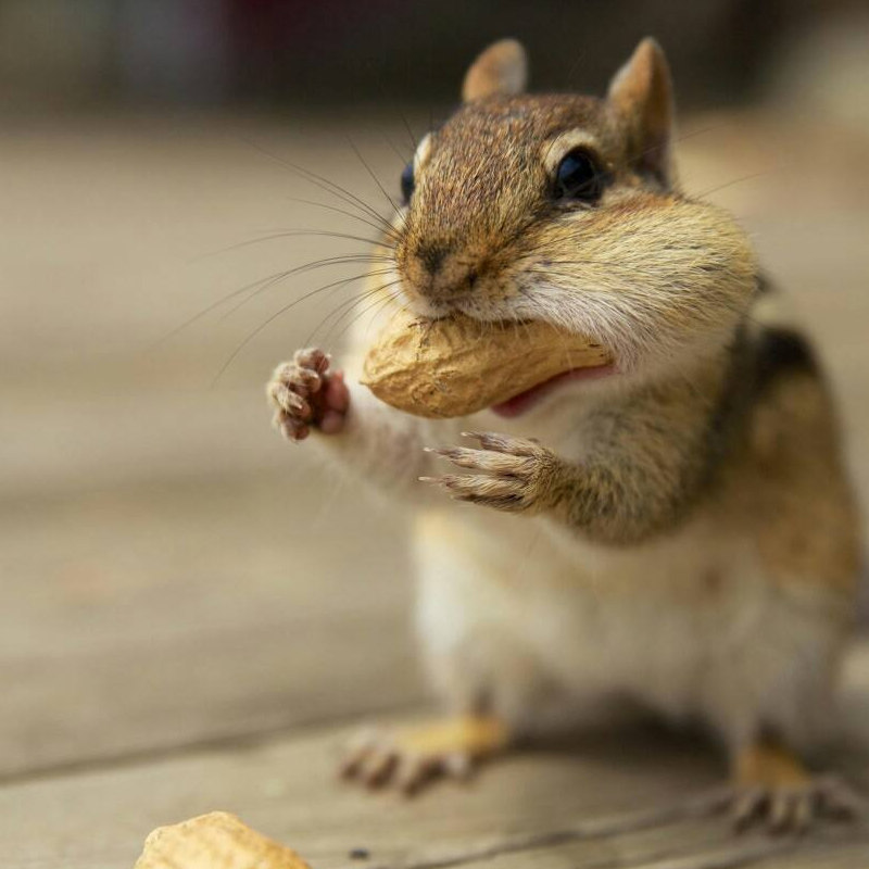 生料粮食饲料食物主粮零食用品松鼠飞鼠大眼其他