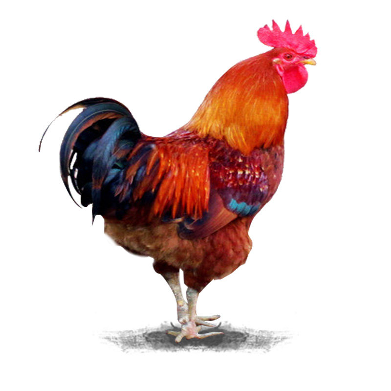 溪谷东北土鸡大公鸡半净4斤农家散养童子小笨整鸡