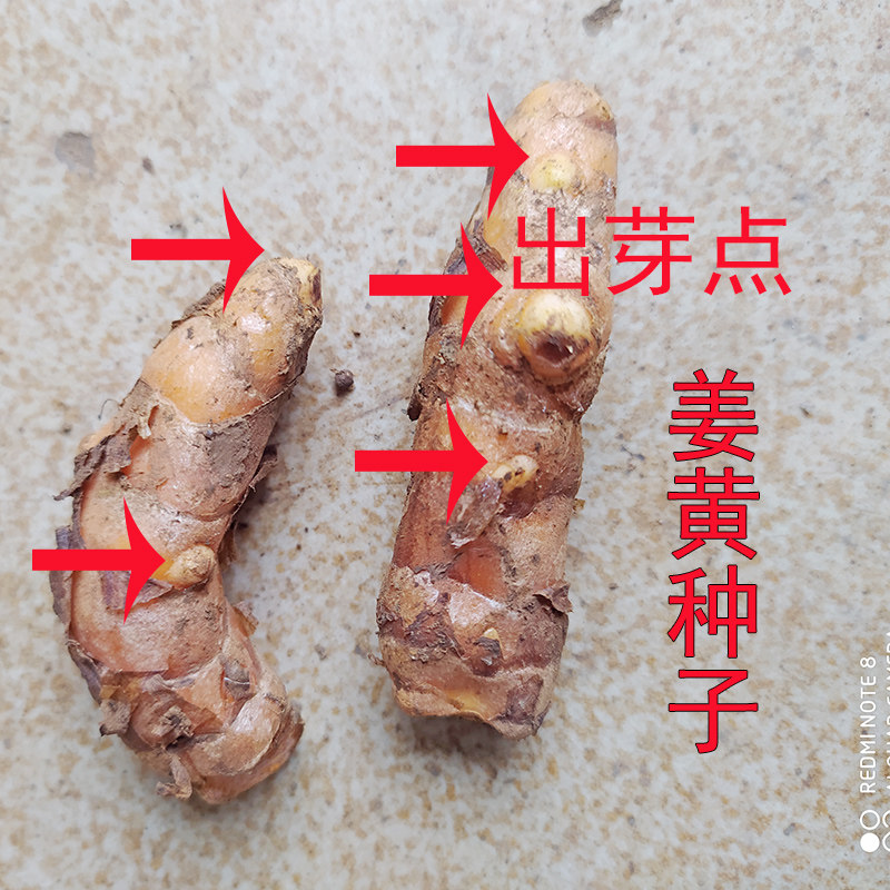 广西小黄黄姜野生姜黄种子生姜染色黄色糯米生姜