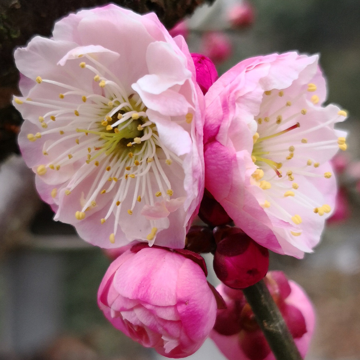 原生宫粉梅花盆景二红老桩红梅一物一拍冬季时令草本花卉