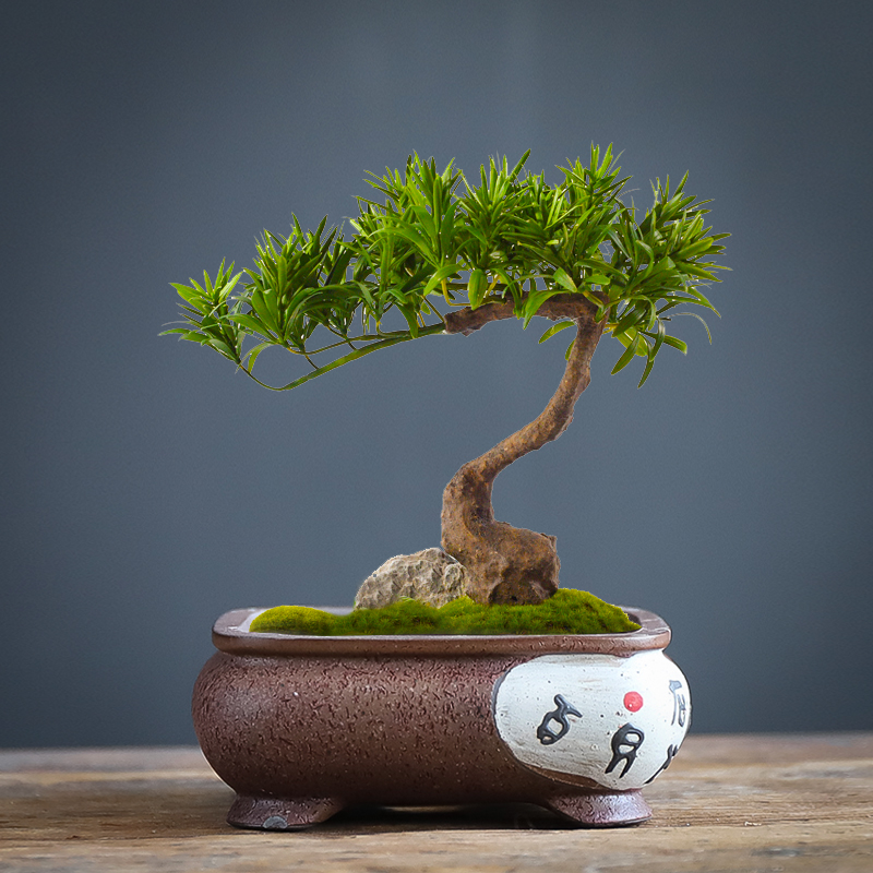 透气紫砂花盆盆景菖蒲小叶紫檀粗陶小型四方花盆