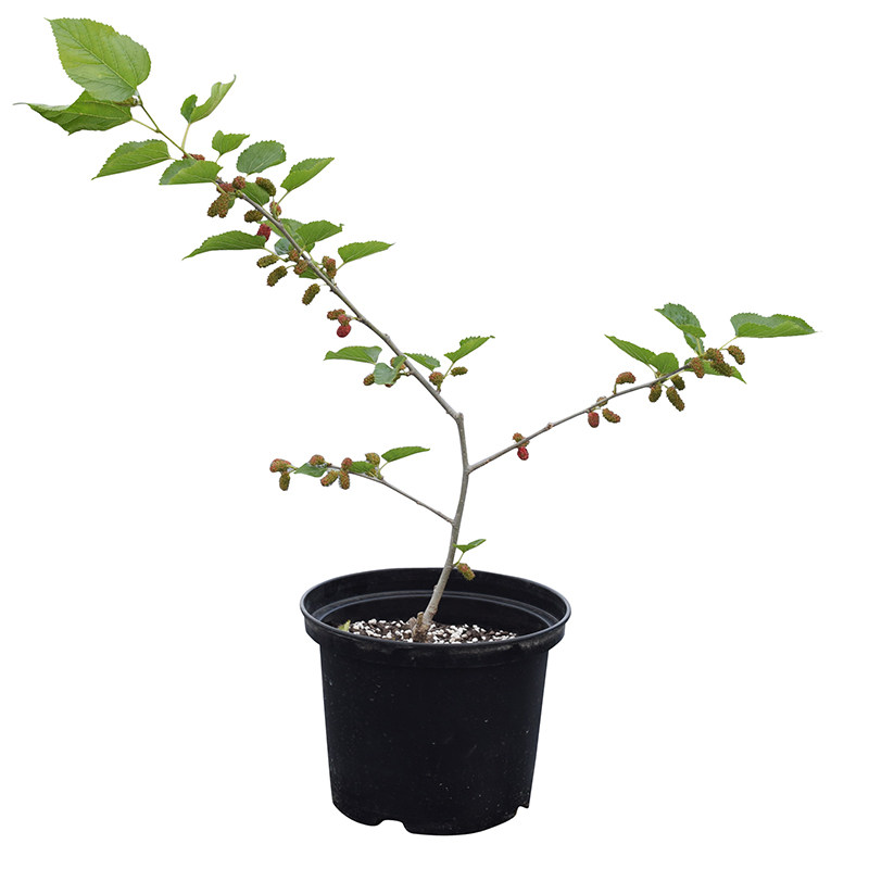 果桑盆栽苗家庭桑树桑葚盆栽果树台湾长果桑无籽大十