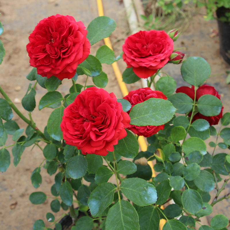 佛罗伦蒂娜佛罗伦萨月季月季花花苗红色藤本爬藤老桩花卉